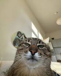 Pinpoint - [1-877-738-0345] Bahamas air customer service